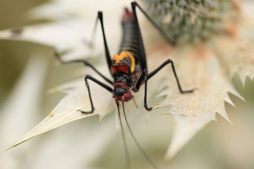 black grasshopper on leaves. 