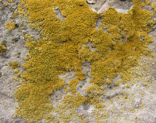 lichen moss mold colonies rock stone concrete construction macro closeup