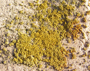 lichen moss mold colony rock stone concrete construction macro closeup