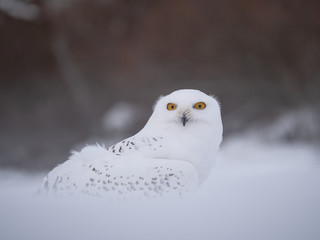 Snowy owl (Bubo scandiacus) on snowy ground. Snowy owl portrait. Snowy owl closeup photo. 