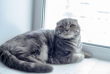 Beautiful Scottish Fold cat looking to the side, lying on the windowsill