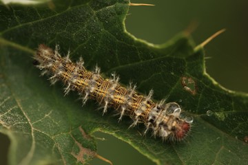 blue caterpillar beetle on flowers.artvin 
