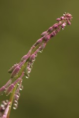 endemic flower types in all colors. savsat/artvin/turkey