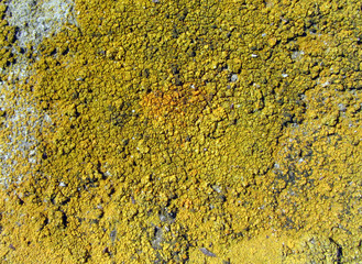 lichen moss mold huge colony macro closeup