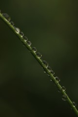 Raindrops on leaves.artvin /savsat