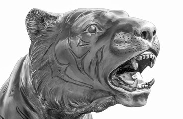 .tiger head on white background