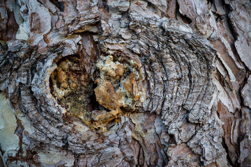 Tree bark close