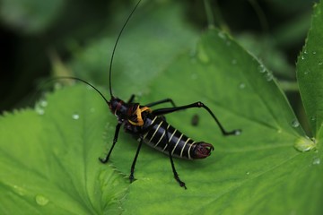 black grasshopper on leaves. 