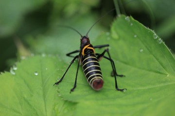 black grasshopper on leaves. 