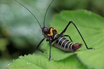 black grasshopper on leaves. 