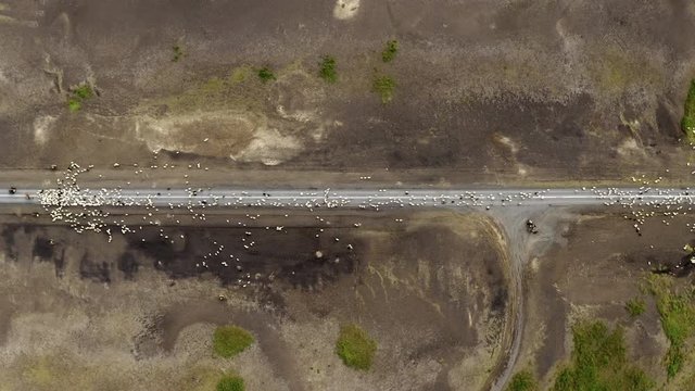 Aerial drone shot of R&eacute;ttir &ndash; the annual sheep round-up in Iceland
