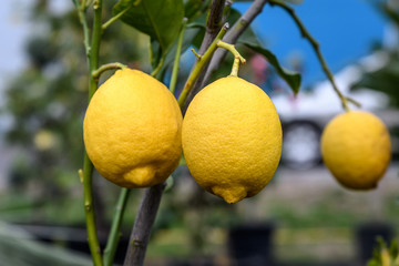 Close up of fresh yellow lemons on branches in direct sunlight with blurred background
