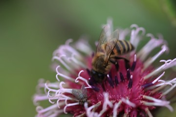 endemic flower types in all colors. savsat/artvin/turkey