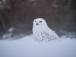Snowy owl (Bubo scandiacus) on snowy ground. Snowy owl portrait. Snowy owl closeup photo. 