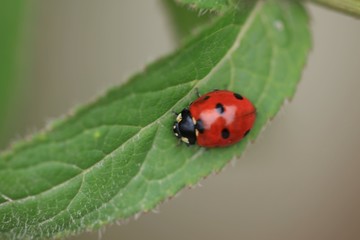bright ladybug on a green leaf.artvin