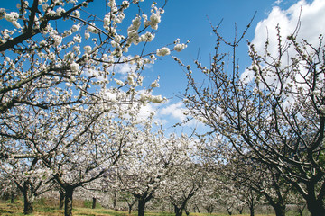 Cherry blossoms in Valle del Jerte, Extemadura, Spain