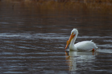 Fototapeta na wymiar American White Pelican 5239