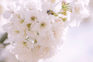 Cherry blossom white flowers