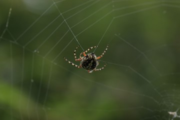 The spider web (cobweb) closeup background.