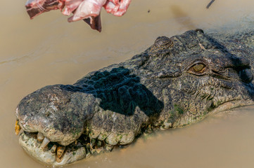 Jumping saltwater crocodile in Kakadu National Park in Australia's Northern Territory.