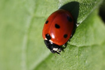 bright ladybug on a green leaf.artvin