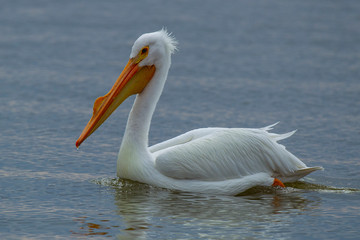 Fototapeta na wymiar American White Pelican 5248