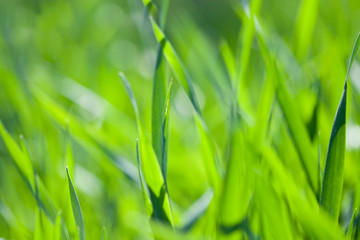 Fototapeta na wymiar Field of green grass.