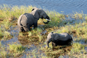 Fototapeta premium Elephant from above in the Okavango Delta
