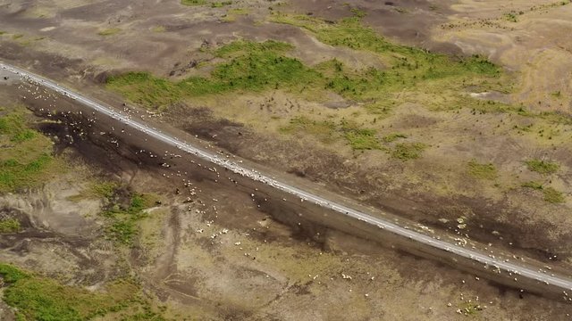 Aerial drone shot of R&eacute;ttir &ndash; the annual sheep round-up in Iceland