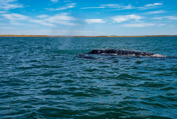 Obraz premium Grey Whales (Eschrichtius robustus) in their winter birthing lagoon at Adolfo Lopez Mateos in Baja California on Mexico's Pacific coast.