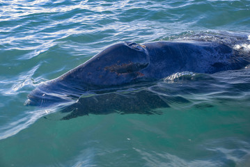 Naklejka premium Grey Whales (Eschrichtius robustus) in their winter birthing lagoon at Adolfo Lopez Mateos in Baja California on Mexico's Pacific coast.