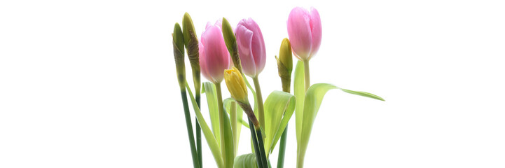 Tulpen und Narzissen isoliert
