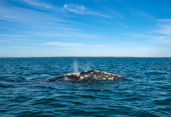 Fototapeta premium Grey Whales (Eschrichtius robustus) in their winter birthing lagoon at Adolfo Lopez Mateos in Baja California on Mexico's Pacific coast.