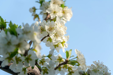 Flowers plum tree in spring