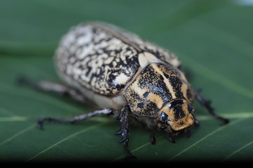 black grasshopper on leaves. 