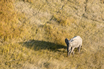 Naklejka premium Elephant from above in the Okavango Delta