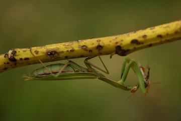 green mantis beetle. 