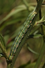 blue caterpillar beetle on flowers.artvin 