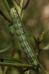 blue caterpillar beetle on flowers.artvin 