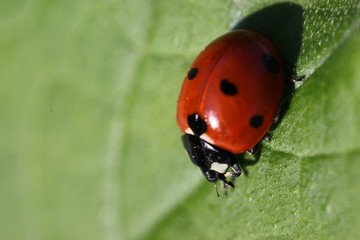Fototapeta premium bright ladybug on a green leaf.artvin/turkey