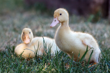Two nice  ducklings walking in the garden on the grass