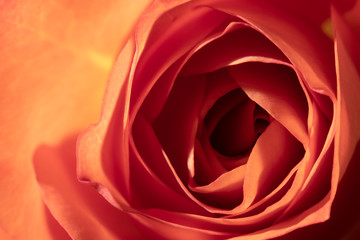 Fototapeta na wymiar Photo of a Cinnabar color blooming rose, macro, close-up, background