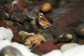 Naumann's thrush on coast