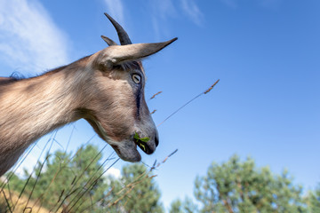 Portrait of a goat in the profile on the blue sky background