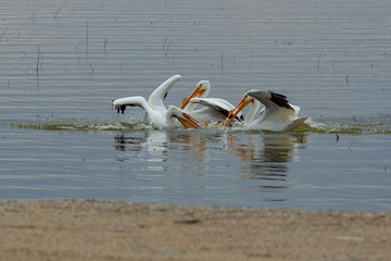 American White Pelican 4911