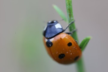 bright ladybug on a green leaf.artvin/turkey