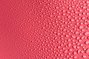 Water drops on a pink, matte background illuminated with a delicate light.