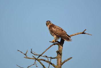 Red Tailed Hawk