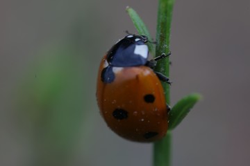 bright ladybug on a green leaf.artvin/turkey