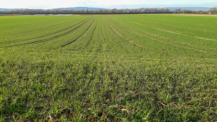 Cultivated farmland